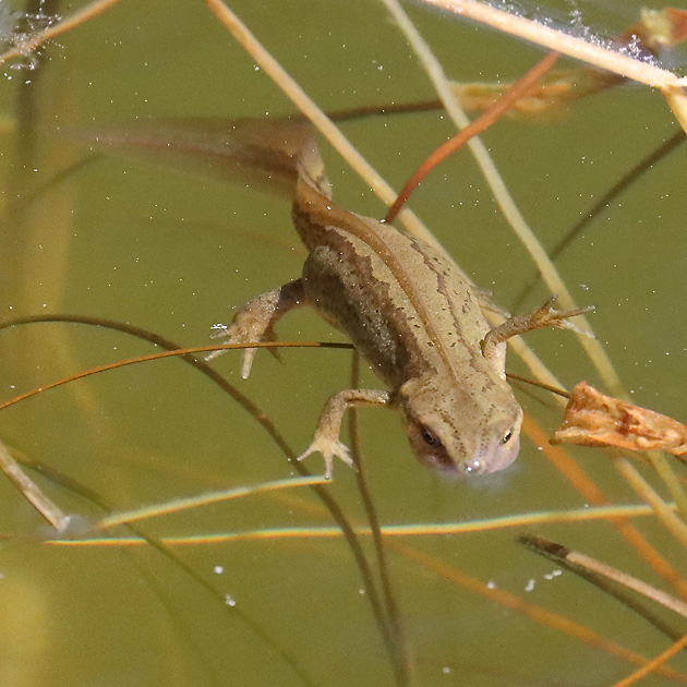 Triturus vulgaris, W