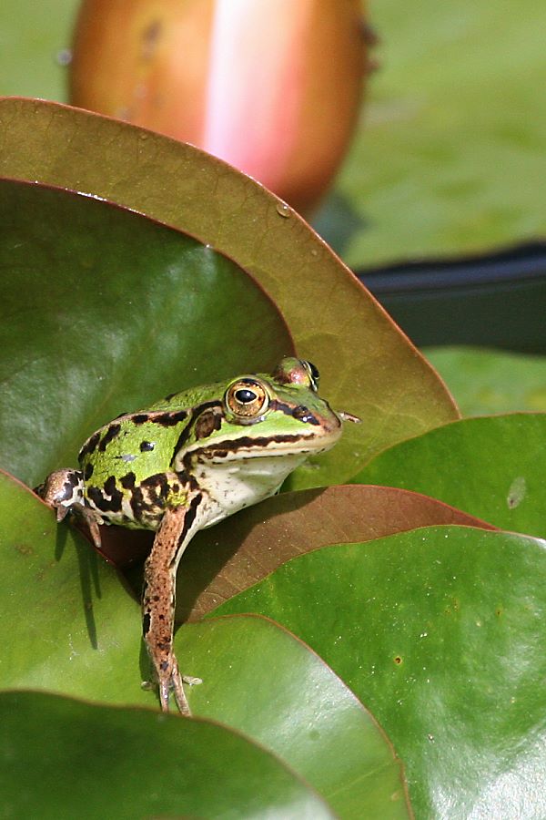 Teichfrosch