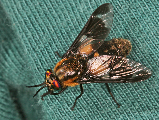 Chrysops caecutiens
