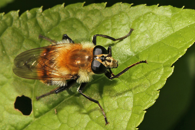 Criorhina floccosa, M (17.5.2013) Criorhina floccosa