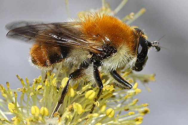 Criorhina floccosa, M (9.4.2023) Criorhina floccosa