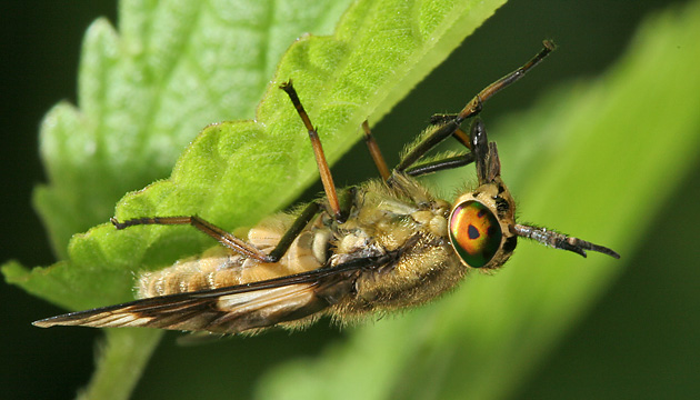 Chrysops relictus Chrysops relictus