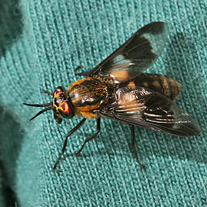 Chrysops relictus (21.7.2006) Chrysops relictus