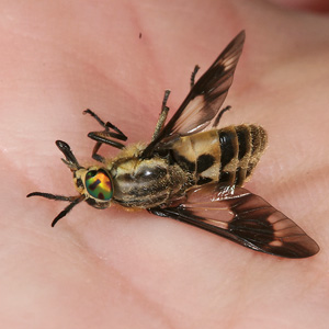Chrysops relictus (1.8.2007) Chrysops relictus