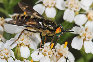 Chrysops relictus