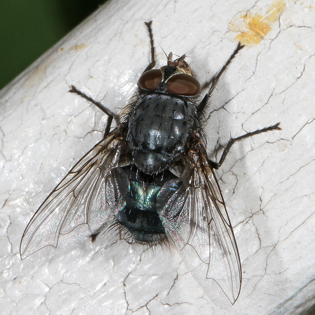 Calliphora vicina