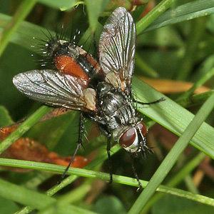 Eriothrix rufomaculata