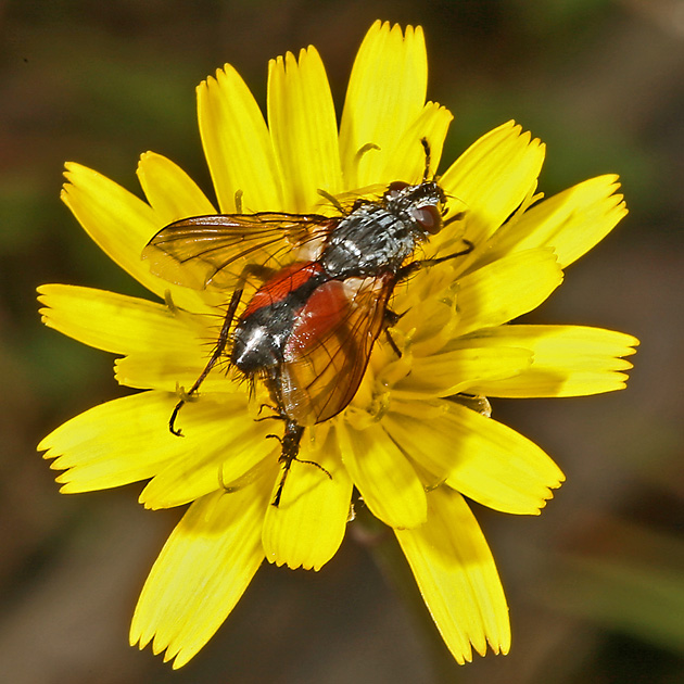 Eriothrix rufomaculata