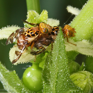 Goniglossum wiedemanni, MW