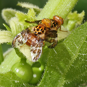 Goniglossum wiedemanni, MW