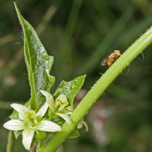 Goniglossum wiedemanni