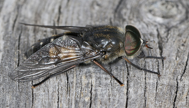 Hybomitra bimaculata (10.6.2025) Hybomitra bimaculata