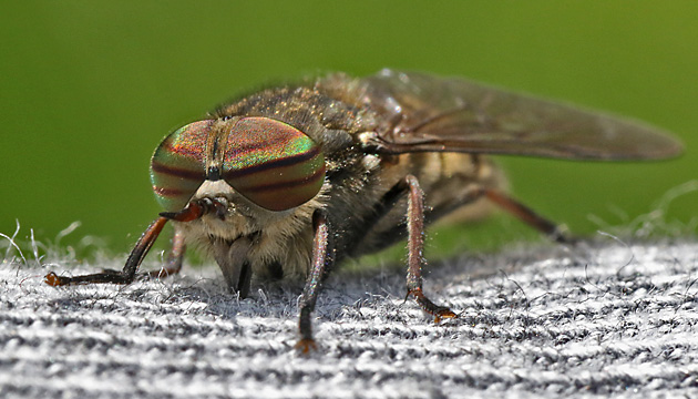 Hybomitra bimaculata (10.6.2025) Hybomitra bimaculata