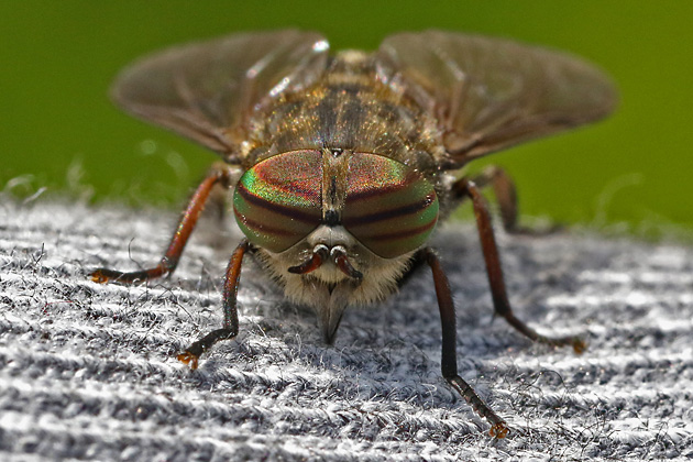 Hybomitra bimaculata (10.6.2025) Hybomitra bimaculata