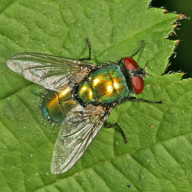 Lucilia sericata