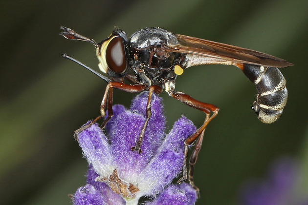 Physocephala rufipes