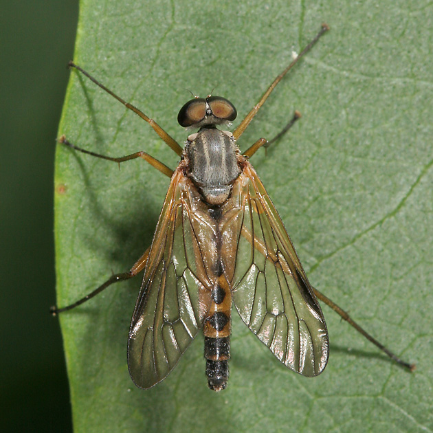 Rhagio vitripennis