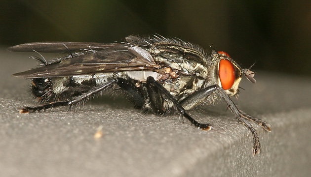 Sarcophaga carnaria