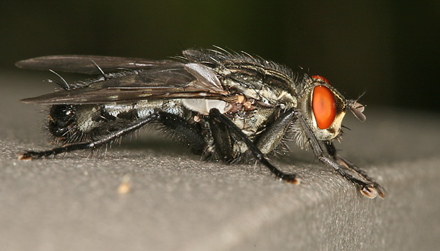 Sarcophaga carnaria