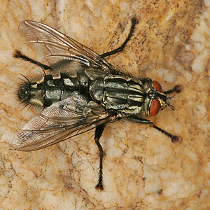 Sarcophaga carnaria