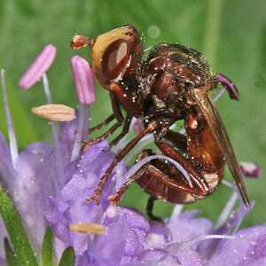 Sicus ferrugineus