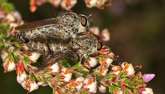 Tolmerus atricapillus (29.8.2025) Tolmerus atricapillus