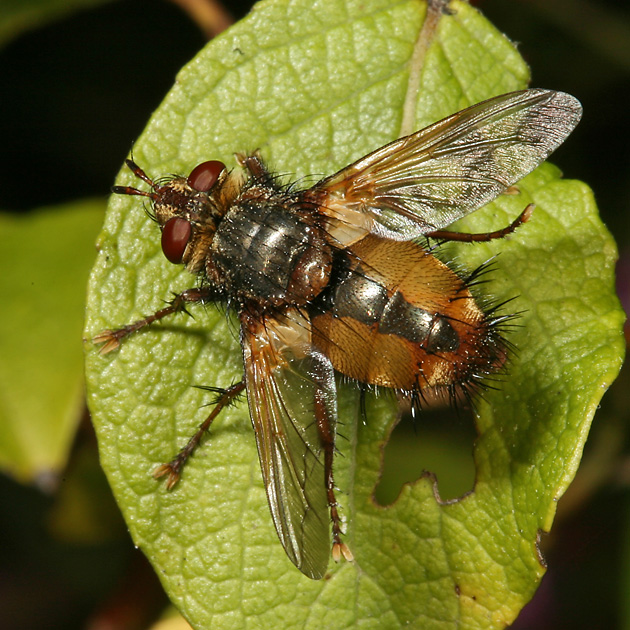 Tachina fera
