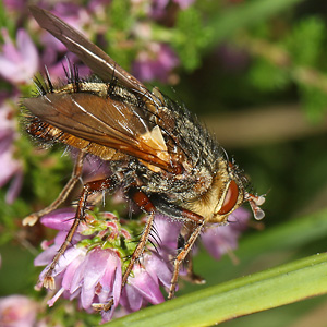 Tachina fera