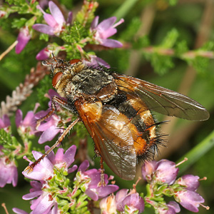 Tachina fera