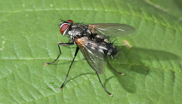Thelaira nigripes