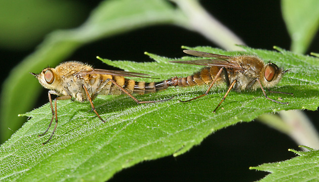 Thereva nobilitata, WM