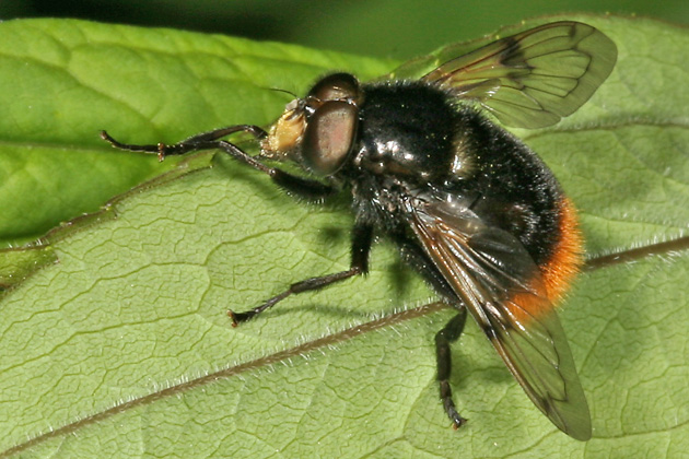 Volucella bombylans var. bombylans (23.5.2009) Volucella bombylans