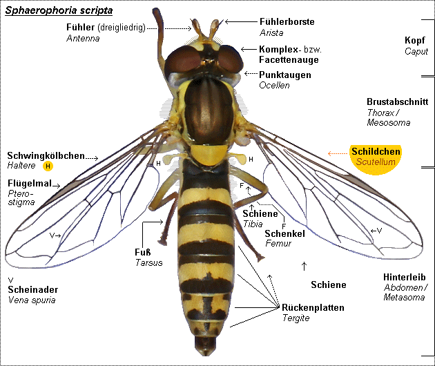 Fliegen-Anatomie