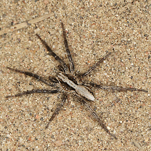 Wolfspinne Alopecosa accentuata (26.4.2025) Alopecosa accentuata