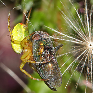 Kürbisspinne