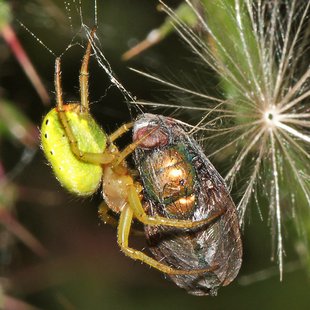 Gartenkreuzspinne