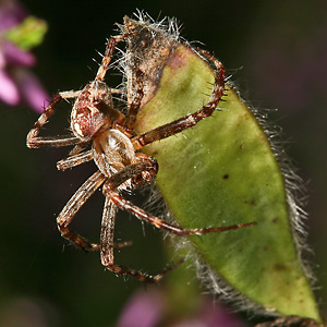 Gartenkreuzspinne