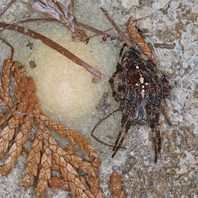 Gartenkreuzspinne mit Kokon