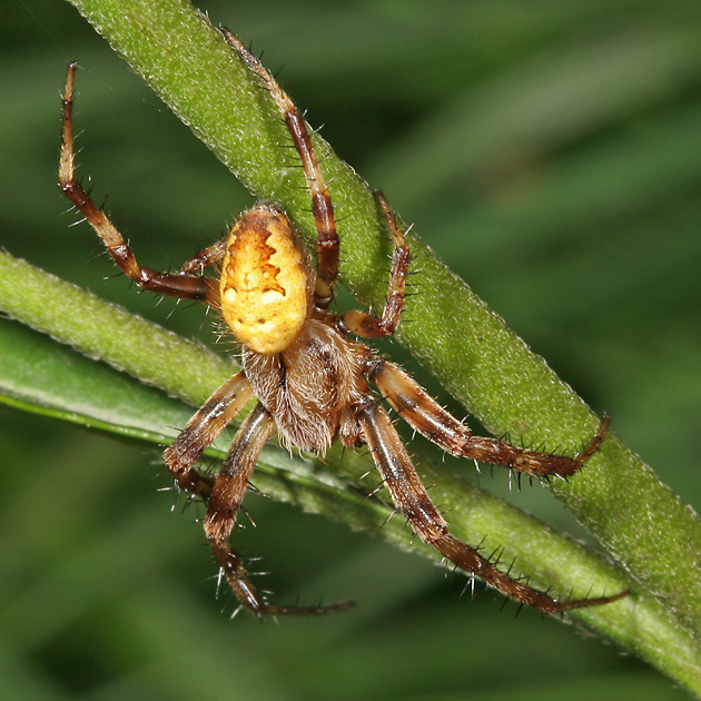 Araneus quadratus