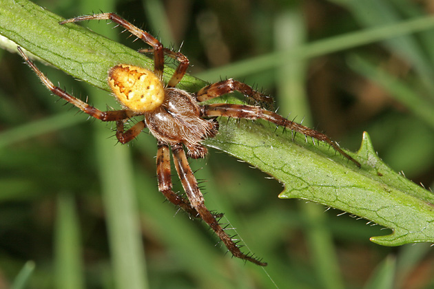 Araneus quadratus