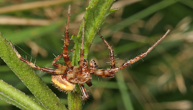 Araneus quadratus