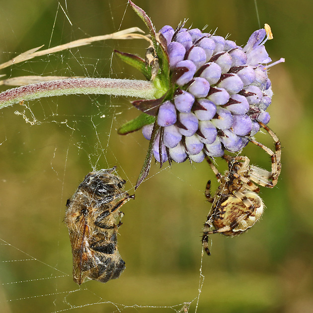 Araneus quadratus + Apis