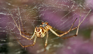 Linyphia triangularis