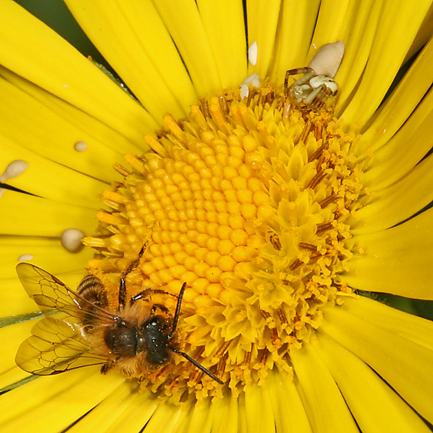 Misumena vatia