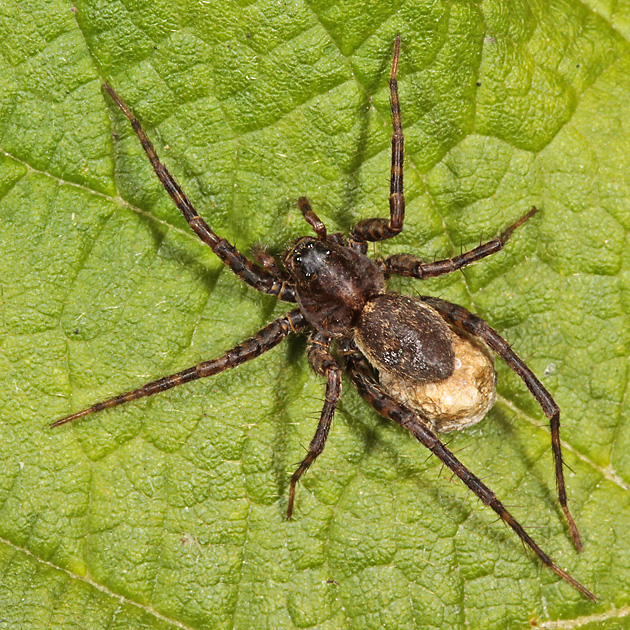 Pardosa amantata