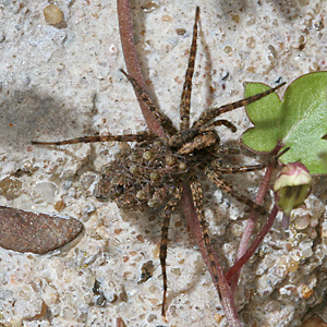 Pardosa amentata