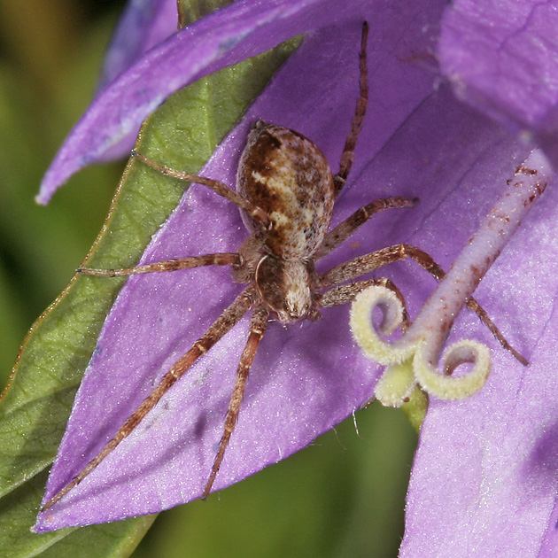 Philodromus aureolus