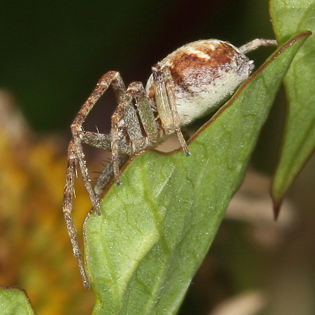 Philodromus aureolus