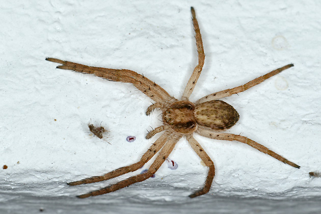 Philodromus dispar