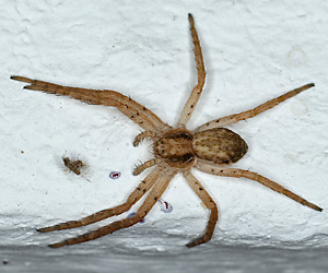 Philodromus dispar